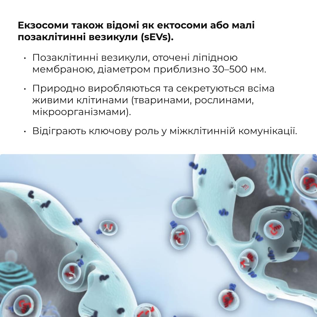 Пробник антигравітаційної моделюючої сироватки з екзосомами центелли, 2 мл thumbnail